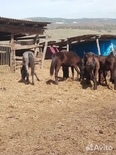 Жеребята карачаевской породы