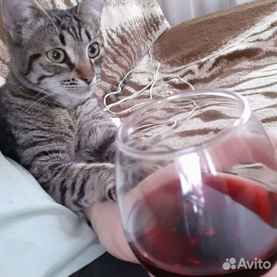 Кошка
