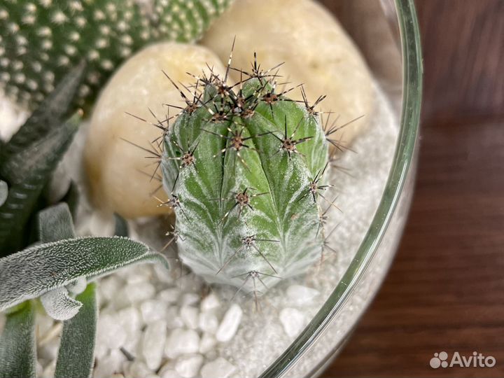 Флорариум из кактусов