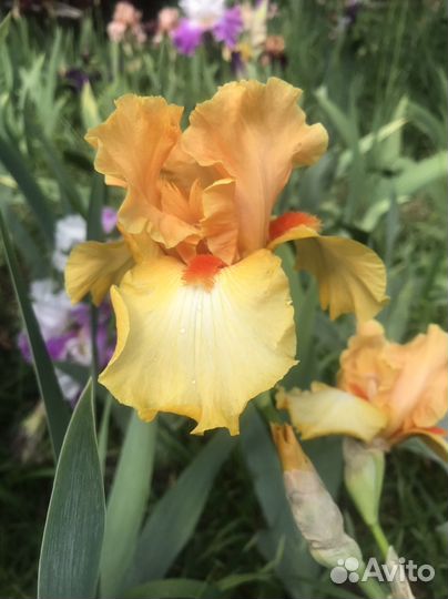 Ирисы сортовые