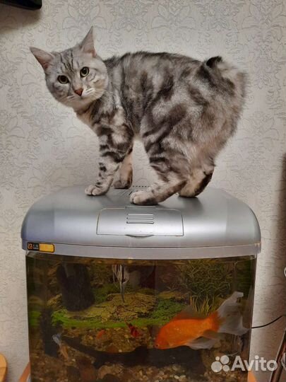 Отдам кота