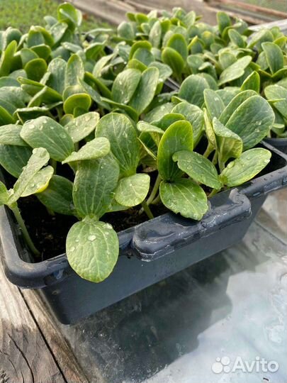 Рассада Кабачков Зелёные Белые