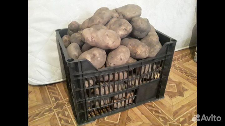 Картофель домашний