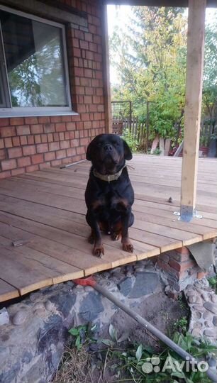 Вязка ротвеллер