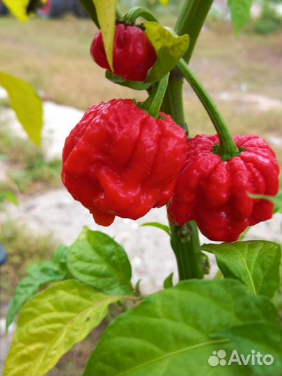 Семена острого перца Carolina Reaper