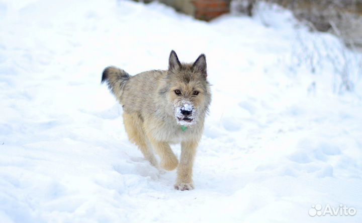 Собака в добрые руки
