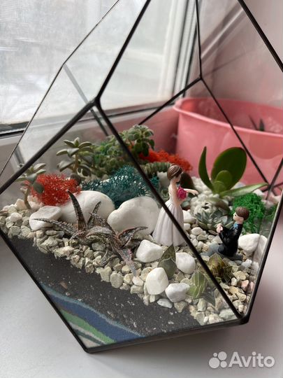 Флорариум суккуленты