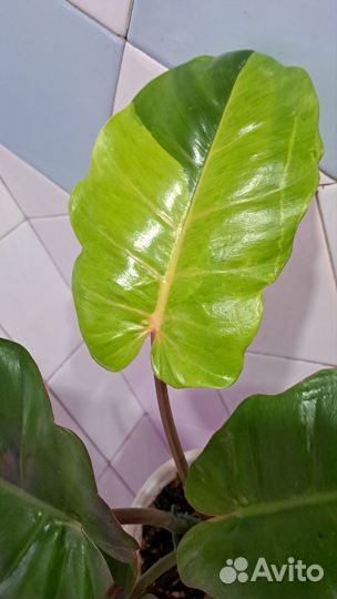Филодендрон пинг тонг гибрит splash
