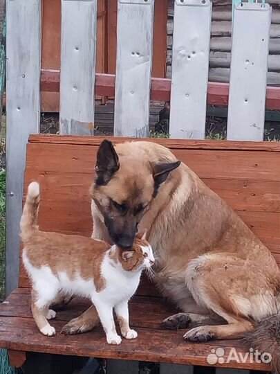 Собака в добрые руки