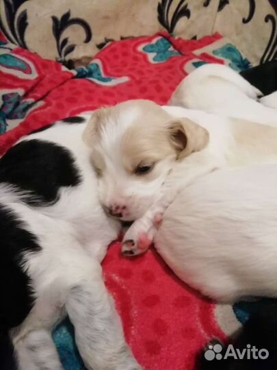 Щенок в добрые руки