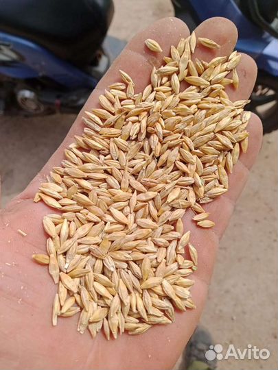 Зерно пшеница