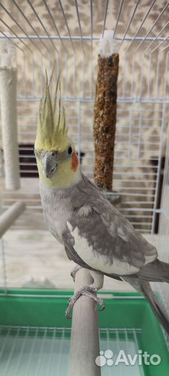 Попугай карелла с клеткой