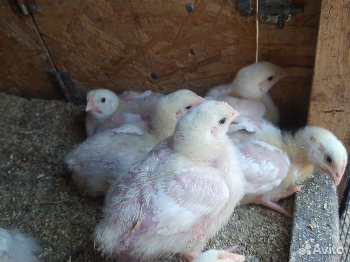 Цыплята бройлеры росс 308