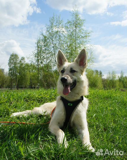 Щенок собака метис вео в добрые руки бесплатно дар