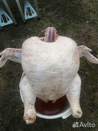 Мясо домашние