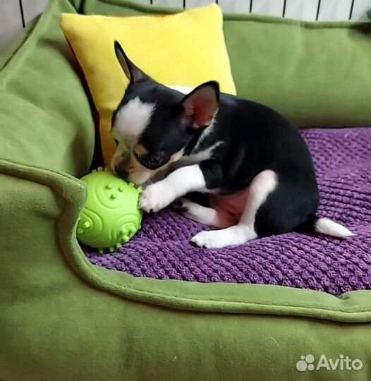 Щенки чихуахуа