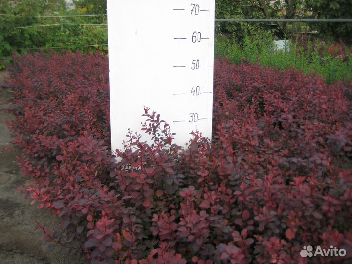 Сеянцы барбариса Тунберга пурпурного