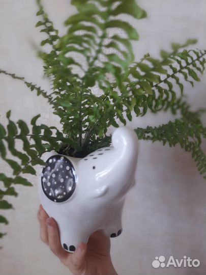 Комнатные цветы