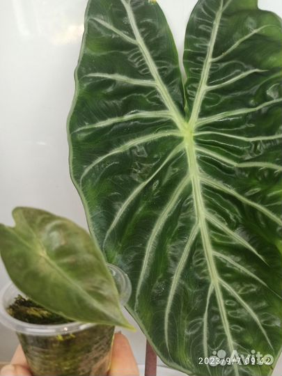 Алоказия Pink dragon