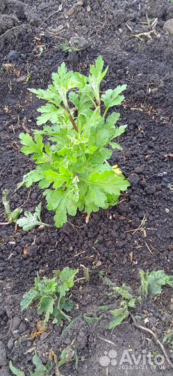 Покос травы триммером.Культивация почвы