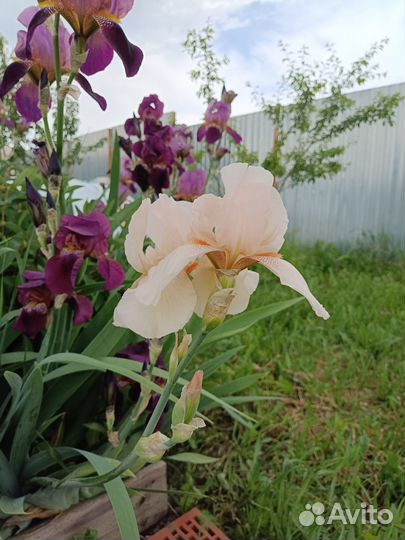 Ирисы германские