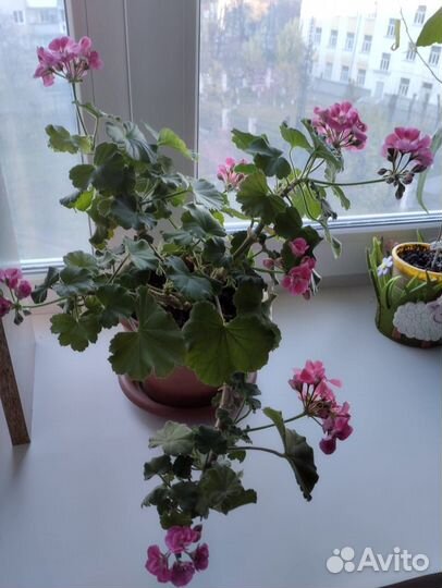 Пеларгония герань