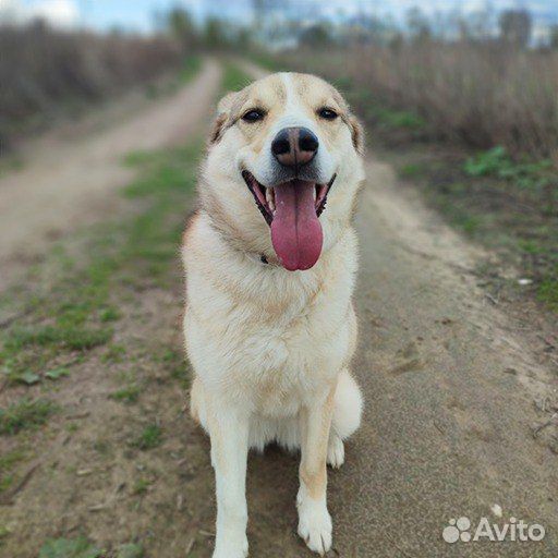 Собака ищет дом