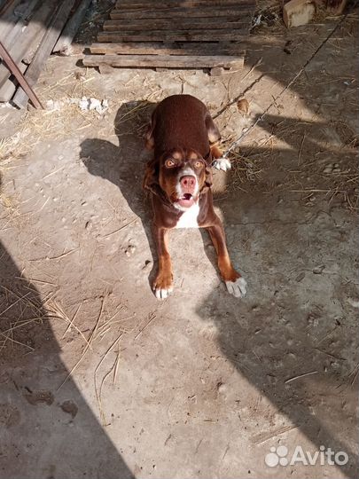 Спаниель девочка 6мес