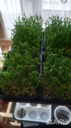 Горошек пророщеный