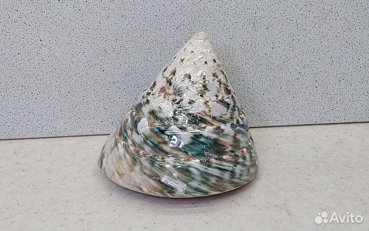 Трохус зелёный 6,9*8,3 морская ракушка раковина