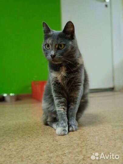 Кошка Мышка