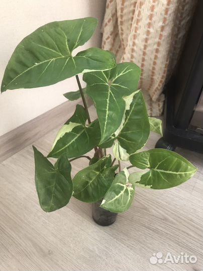 Сингониум Панда