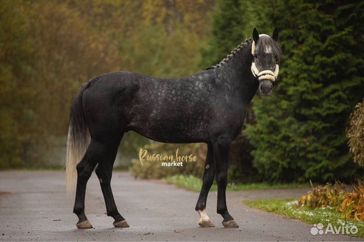 Жеребец в выездку