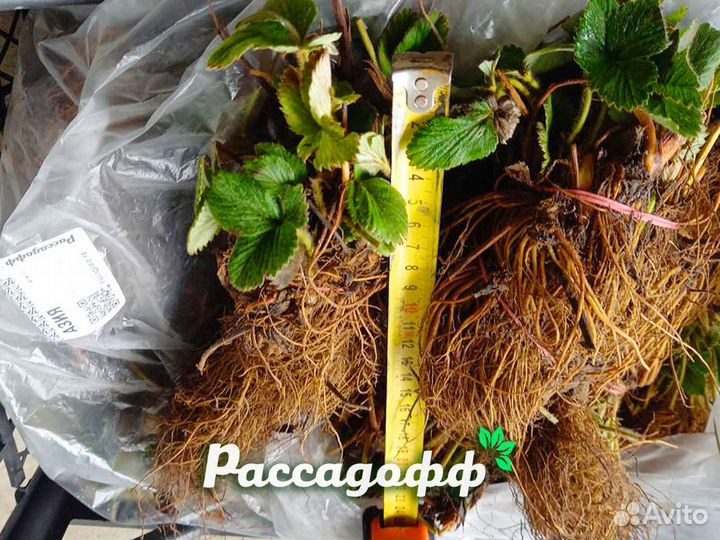 Рассада клубники. Фриго