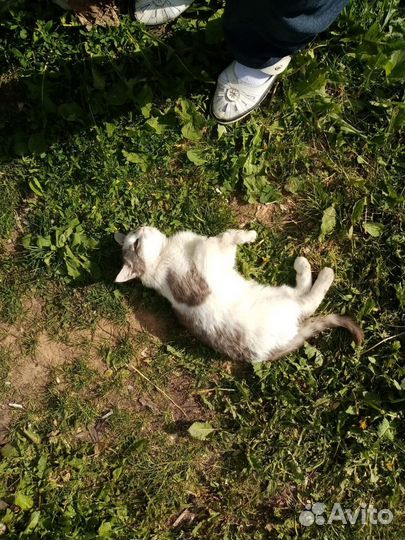 Подкинули кота.Ласковый