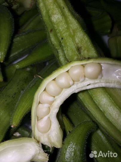 Бамия семена
