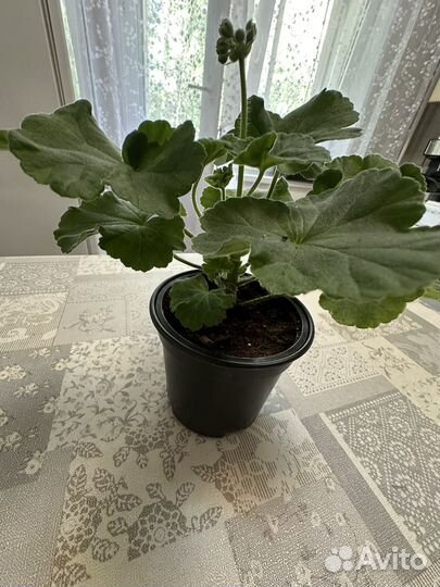 Пеларгония герань