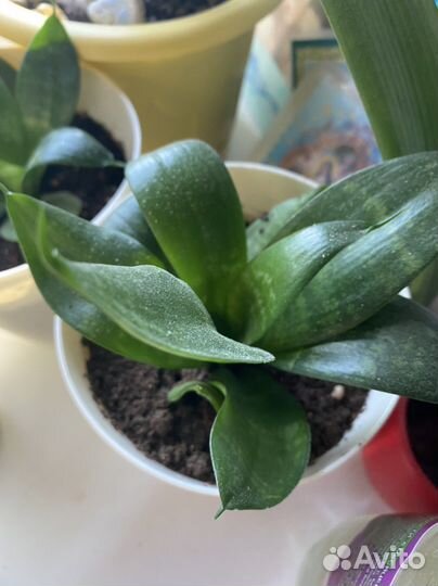 Сансевиерия ханни