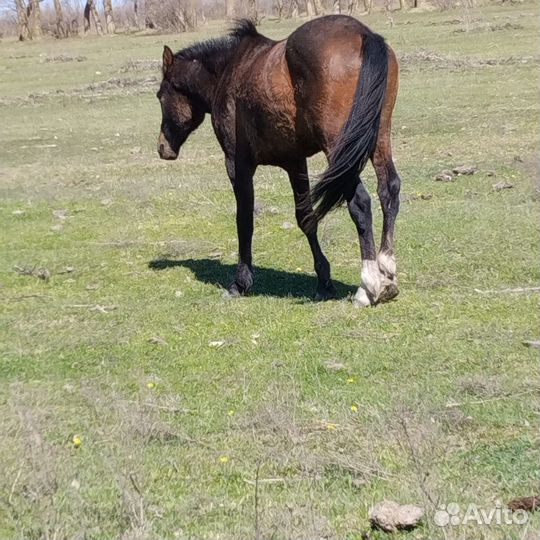 Лошади жеребец