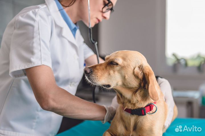 Ветеринарный врач