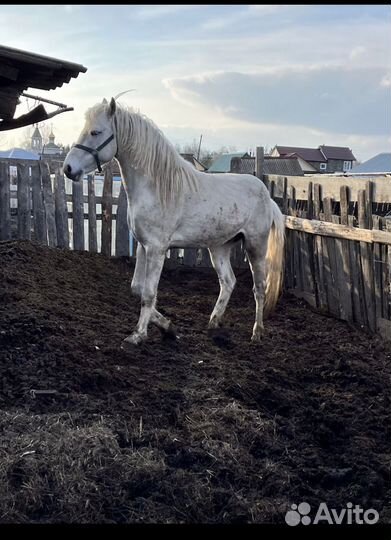 Продам орловского жеребца