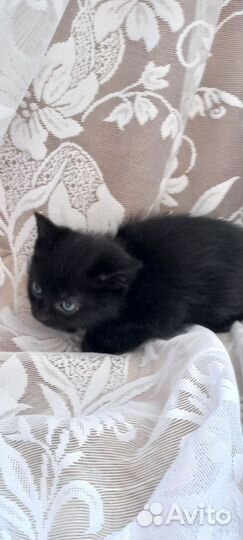 Котята отдам бесплатно