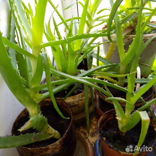 Алоэ (столетник) 3 года