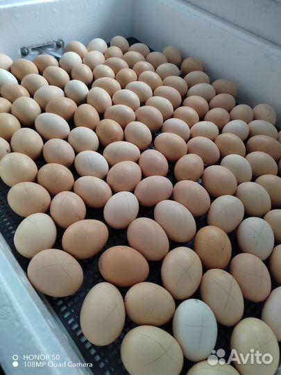 Инкубатор автоматический