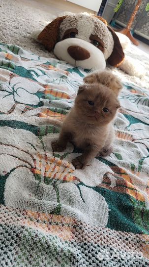 Британские вислоухие котята