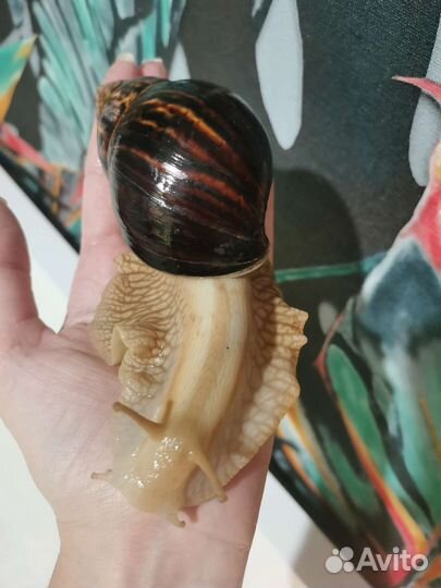 Улитки ахатины бесплатно