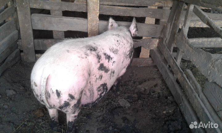 Свиноматки крупная белая,поросята,хряк
