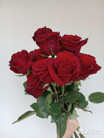 Розы красные, высокие