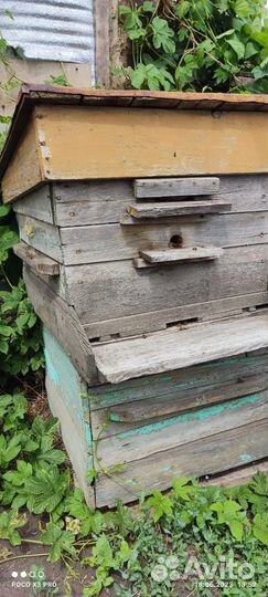Продам пчелосемьи