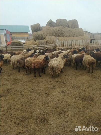 Овцы бараны